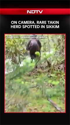 On Camera, Rare Takin Herd Spotted In Sikkim
