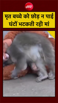 मरे हुए बच्चे को सीने से लगाए घंटों भटकती रही बंदरिया, वायरल वीडियो ने रुलाया
