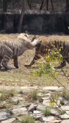 बाघिन के शावकों का ऐसा वीडियो नहीं देखा होगा! नाहरगढ़ में पर्यटकों का बढ़ा रोमांच
