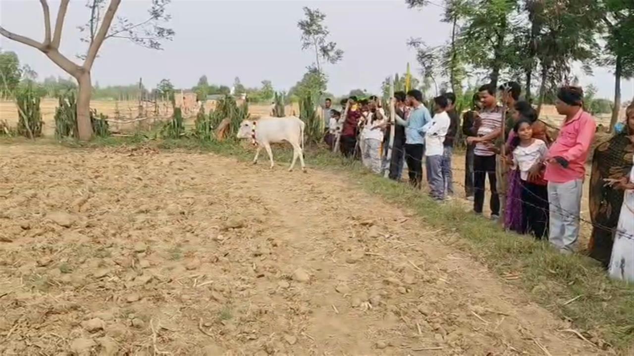 श्रावस्ती में 'चमत्कारी' गाय कई दिनों से खेत के लगा रही चक्कर, दूर-दूर से आ रहे लोगों की जुटने लगी भीड़