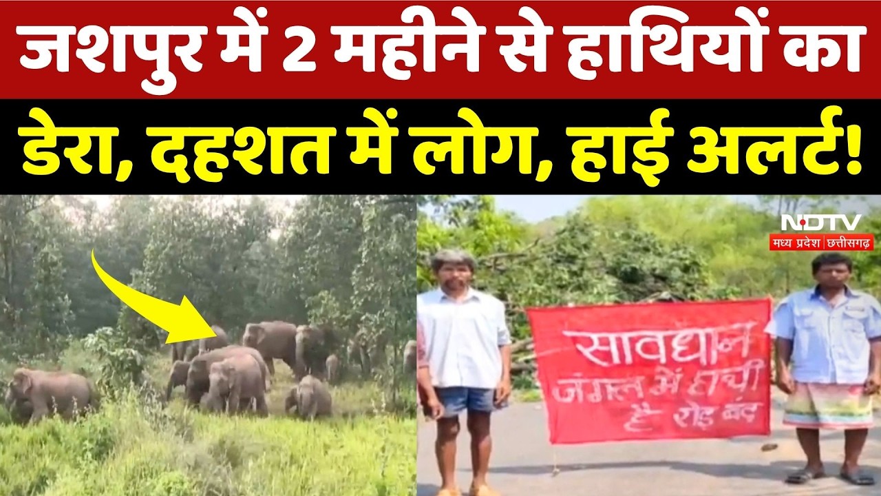 Chhattisgarh Elephant Attack: Jashpur में हाथियों का आतंक, लोगों में दहशत, वन विभाग Alert! Breaking