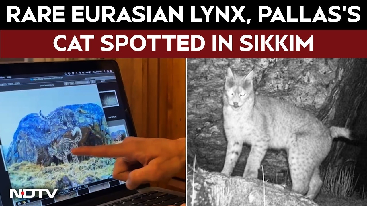 Eurasian Lynx, Palla's Cat: Elusive Wildlife Species Captured In Sikkim
