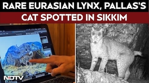 Eurasian Lynx, Palla's Cat: Elusive Wildlife Species Captured In Sikkim
