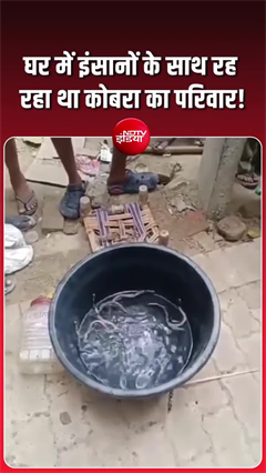 Video: घर के कमरे से निकले दर्जनों कोबरा! बस्ती के गांव में मचा हड़कंप