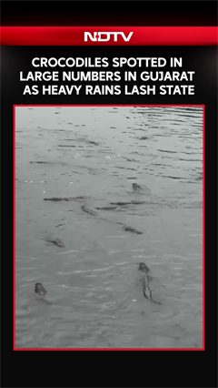 Crocodiles Emerge Across Gujarat As Heavy Rains Trigger Flooding | Shocking Visuals