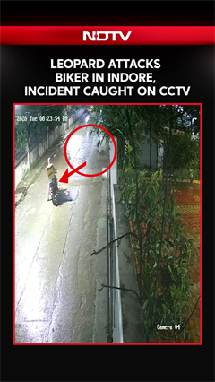 On Camera, Leopard Charges, Leaps Onto Delivery Agent's Bike In Indore
