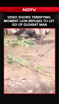 Video Shows Terrifying Moment Lion Refuses To Let Go Of Gujarat Man