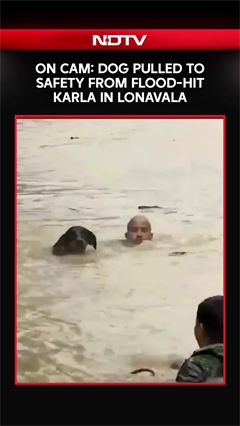 Maharashtra Rains | Dog Rescued From Floodwaters In Lonavala As Heavy Rains Batter Maharashtra