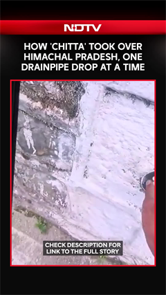 Video: Himachal News | How 'Chitta' Took Over Himachal Pradesh, One Drainpipe Drop At A Time