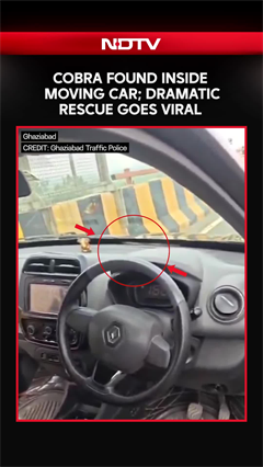 Cobra Found Inside Moving Car in Ghaziabad, Dramatic Rescue Goes Viral