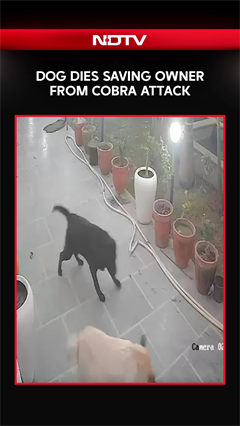 Dog Dies Saving Owner From Cobra Attack