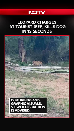 Watch: Leopard Attacks Near Safari Jeep, Kills Dog in 12 Seconds