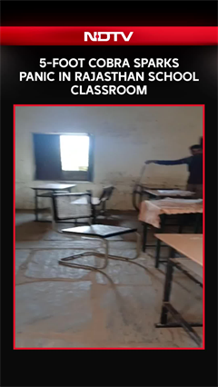 Video: Cobra Enters Rajasthan Classroom; Snake Brought to Hospital in Separate Incident