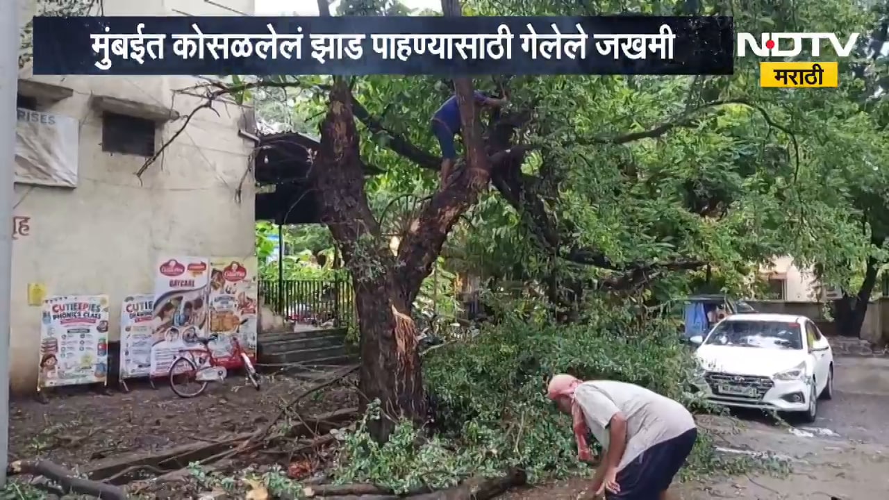 मुंबईत कोसळलेलं झाड पाहण्यासाठी गेलेले 8 जण जखमी, मुंबईत दिवसभरात झाडं पडण्याच्या 91 तक्रारी