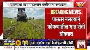 Rain News | पाऊस नसल्याने कोकणात भात शेती धोक्यात, आंबा, काजू नारळाच्या पिकांवर मोठा परिणाम