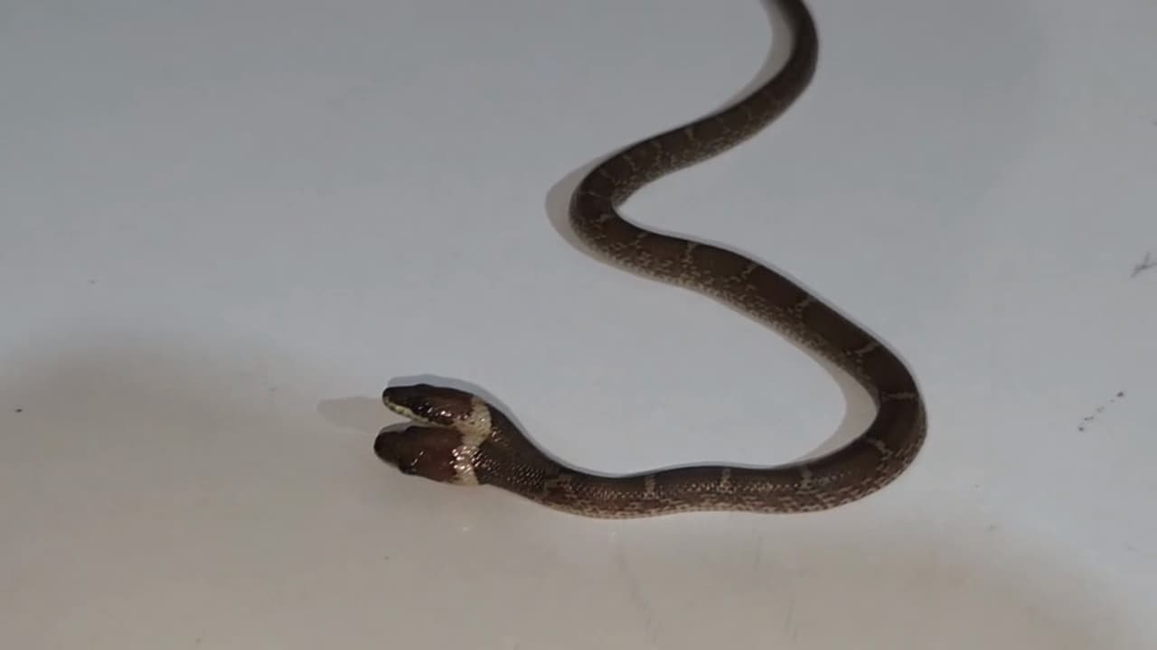 Rare Two-Headed Snake Found In Gujarat