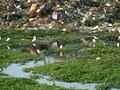 Video : Chennai lakes being used as dump-yards