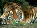 Videos : बाघों पर अब इलेक्ट्रॉनिक नजर