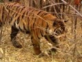 Videos : कॉर्बेट के बाघों को चाहिए ज्यादा जगह