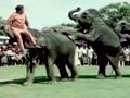 बॉलीवुड फिल्मों में जानवरों की अहमियत