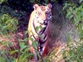Videos : पन्ना में गूंज रही है बाघों की दहाड़