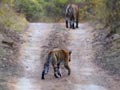 Video : Ranthambore: Daddy tiger brings up cubs