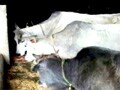 Videos : गाय के गोबर से बन रही है बिजली