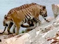 Video : कर्नाटक के बाघों के लिए काम कर रहे हैं संजय