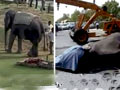 Video : नोएडा एक्सप्रेस-वे पर तेज रफ्तार डंपर ने ली हाथी की जान