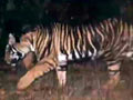 Video : टाइगर रिजर्व में काली धारियों वाला काला बाघ