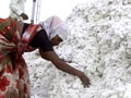 Video : The cotton debt trap