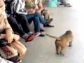 Video : Monkey menace continues at the Jammu Medical College Hospital