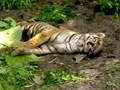 Videos : एक और बाघ को मारा गया