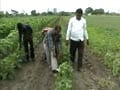 Video : Late rain damages cotton crop in Gujarat