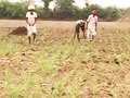 Video : Contract farmers battle poor monsoon