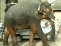 Video : Beatles legend's pressure ends elephant's torture