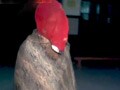 Videos : हरियाणा में फिर महिला से गैंगरेप