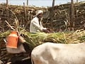Video: Maharashtra drought: water siphoned by NCP sugar barons?