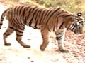 Video : Save our tiger campaign impact