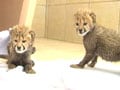 Born Wild: Walking with cheetahs