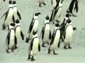 Saving the penguins in southern Africa
