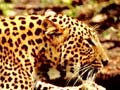 Born Wild: Leopard a menace or a victim of mordernisation? (Aired: April 2005)