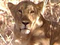 Born Wild: The Asiatic lion's only home in Gujarat's Gir sanctuary (Aired: October 2004)