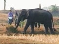 Video : India Matters: There's a tusker in my backyard (Aired: Feb 2003)