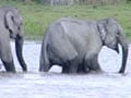 Born Wild: Elephants can remember (Aired: November 2003)