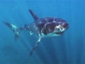 Video: Born Wild: Protecting <i>Jaws</i> (Aired: August 2009)