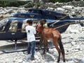 Video : In Uttarakhand, a mule is rescued after 27 days in a daring operation