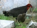 Video: Born Wild: The endangered Western Tragopan pheasants (Aired: July 2005)