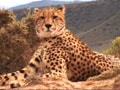 Video: Born Wild: The Cheetah (Aired: January 2008)