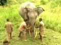 A 72-year-old elephant India is indebted to